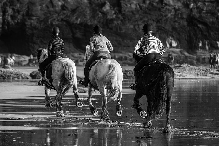 horse, races, running, domestic animals, mammal, animal wildlife HD wallpaper