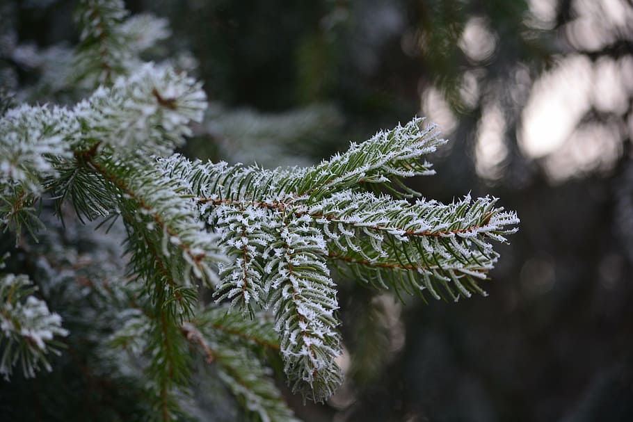 pine, frost, cold, rime, nature, winter, wood, landscape, rimy HD wallpaper