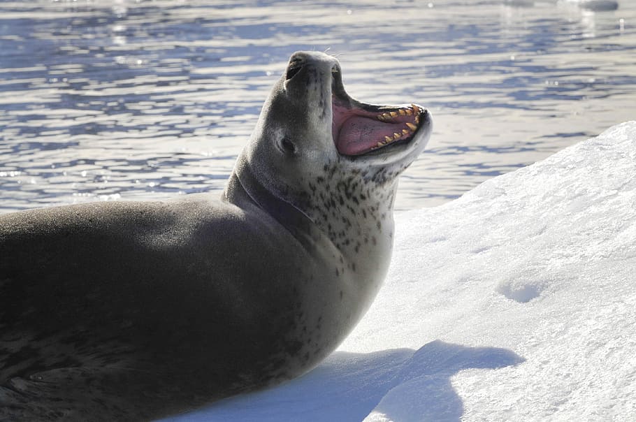 snow, winter, cold, ice, nature, seal, mammal, polar, frosty HD wallpaper