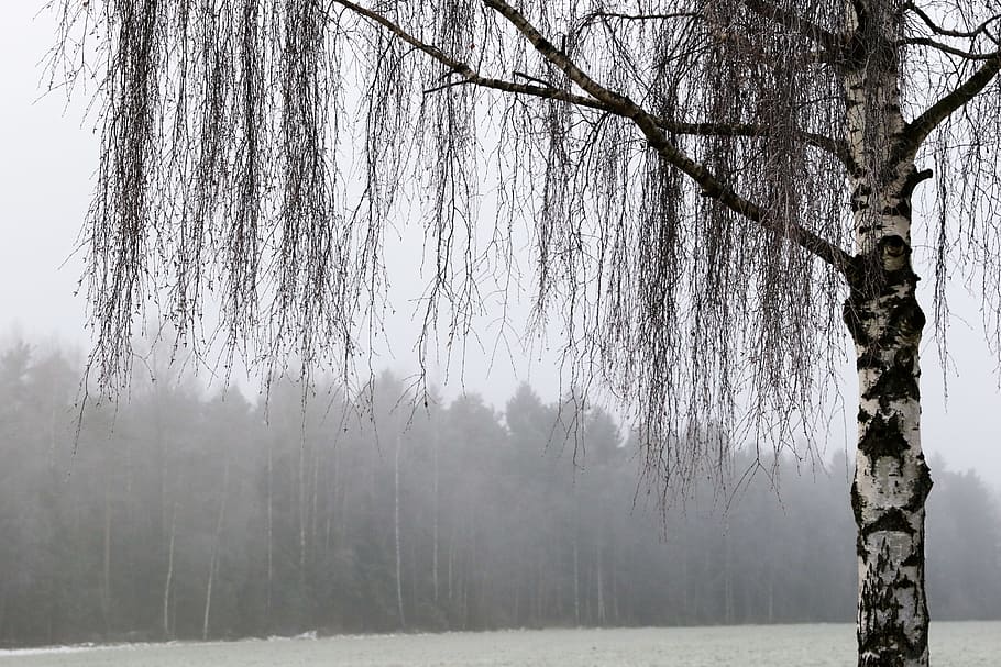 tree, nature, winter, plant, trunk, tree trunk, tranquility HD wallpaper