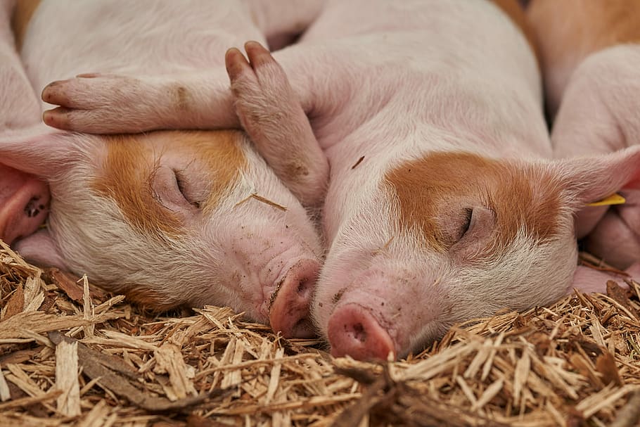 two white pigs sleeping on brown dried leaves, piglet, sow, farm