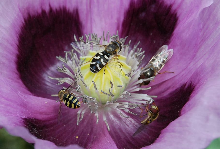 hover fly, insect, close-up, hoverfly, pollen, wings, flower HD wallpaper