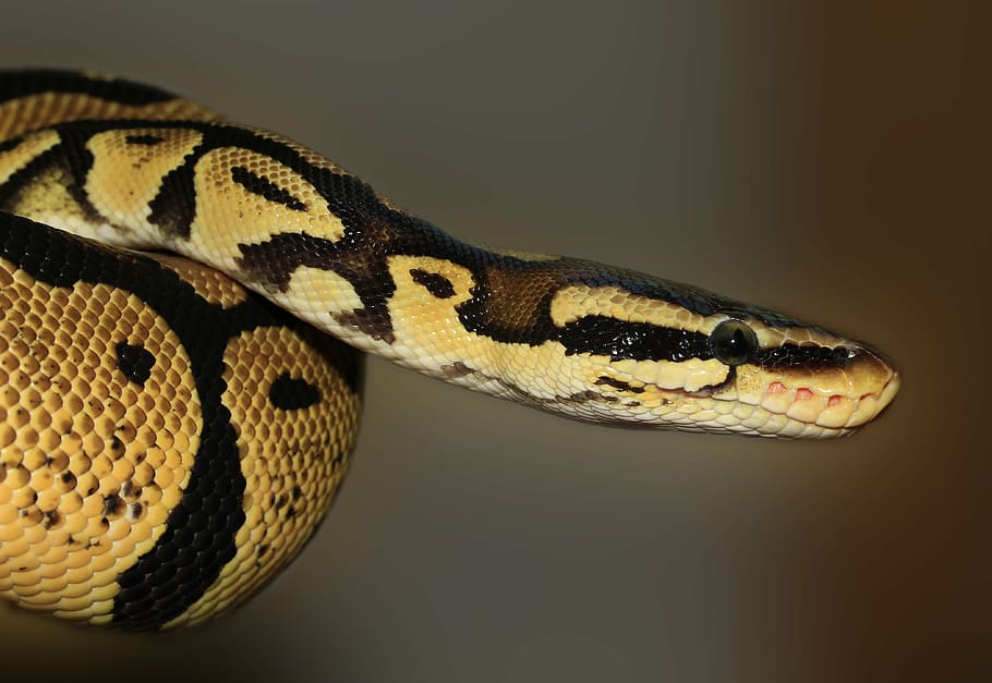 shallow focus photography of brown python, snake, ball python, HD wallpaper