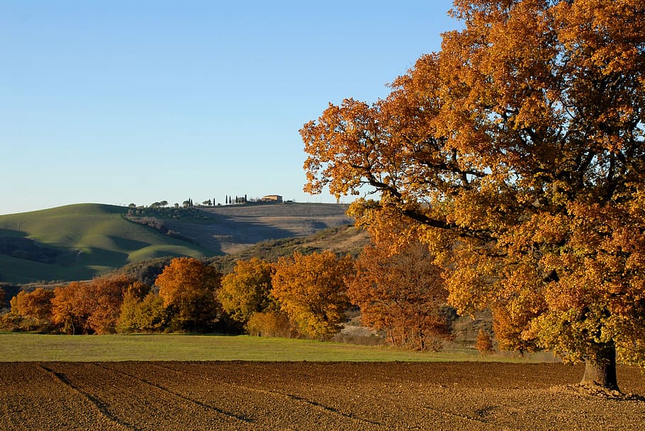 tree, hills, bologna, landscape, hilly, fields, nature, autumn HD wallpaper