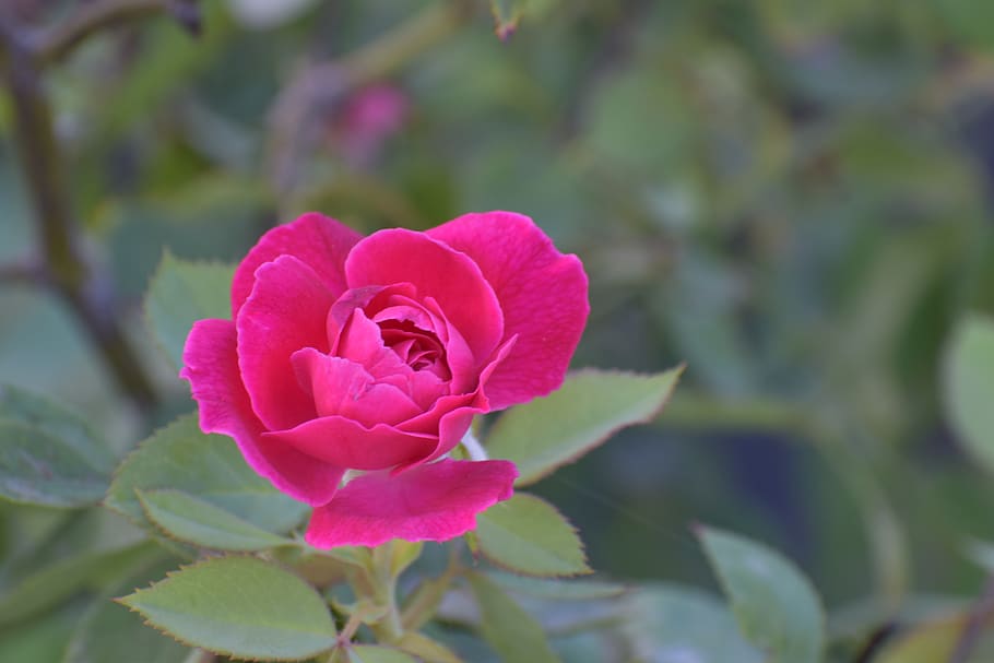 rose, flower, magenta, flowering plant, beauty in nature, freshness HD wallpaper