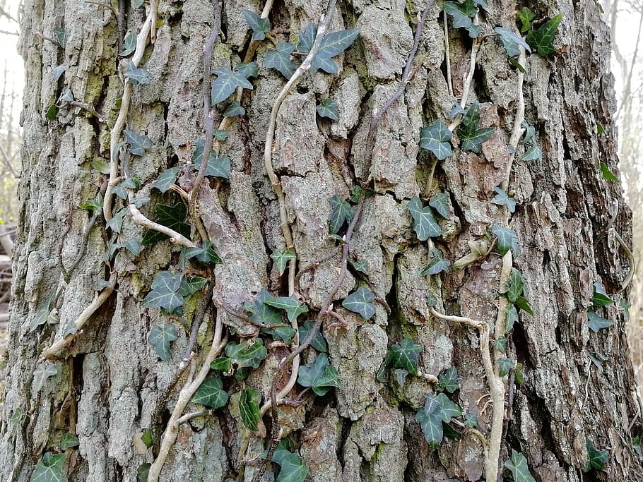 tree, bark, old, trunk, tree trunk, textured, plant, rough HD wallpaper