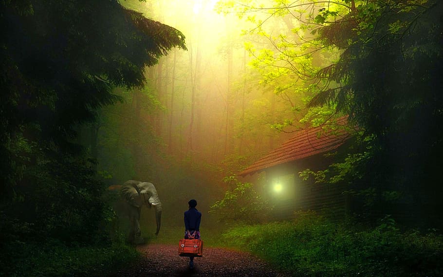 gray elephant near woman in forest, girl, alone, jungle, walking, HD wallpaper