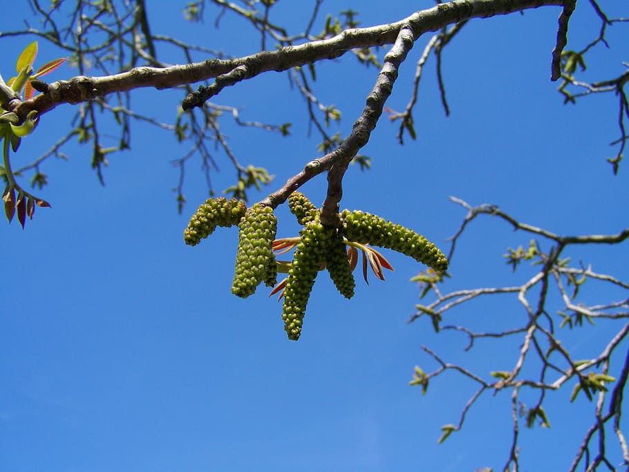 walnut, flower, blue sky, spring, plant, growth, tree, low angle view, HD wallpaper