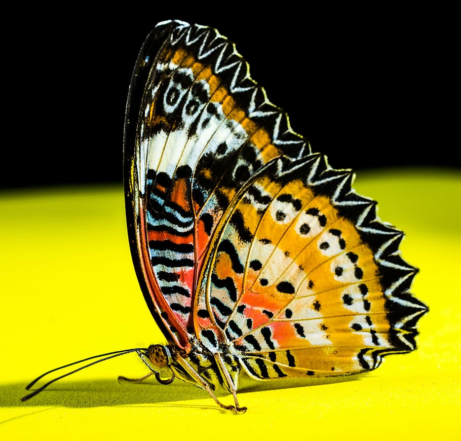 macro photography of Malay lacewing butterfly, insect, animal themes HD wallpaper
