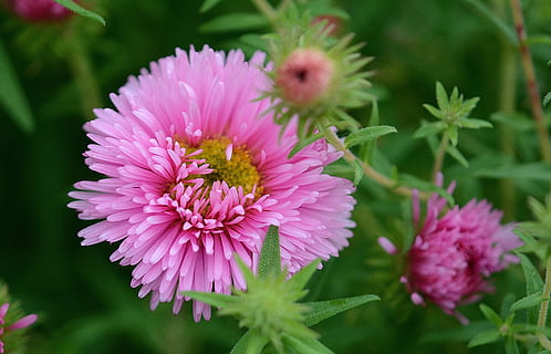 pink chrysanthemum flowers in bloom, pink flower, leaf, nature HD wallpaper
