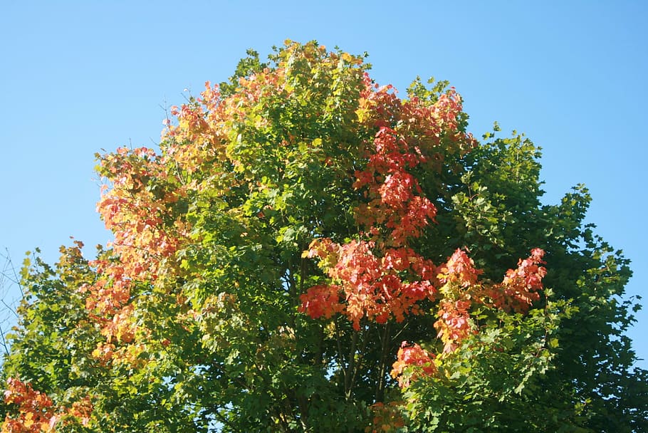 autumn, tree, maple, colored, landscape, clouds, sky, plant HD wallpaper
