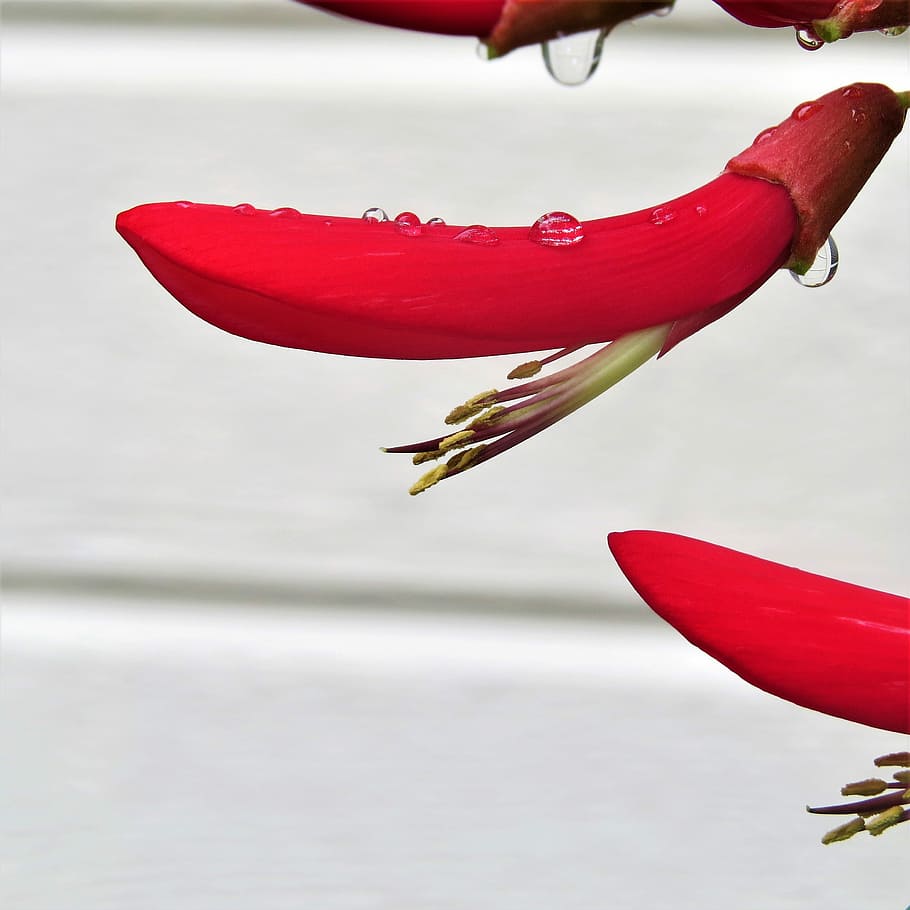 Flower, Firecracker Plant, Bloom, red flower, flying, close-up HD wallpaper