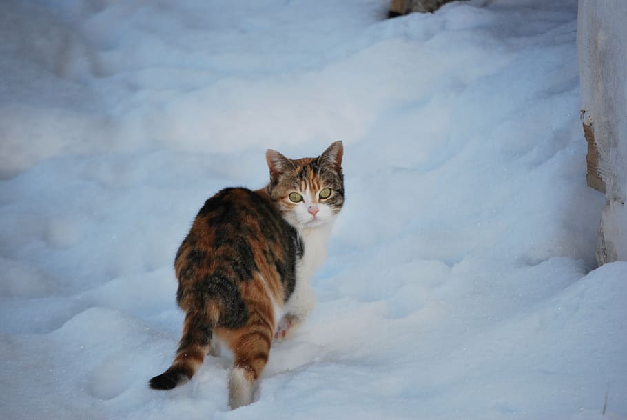 cat, snow, winter, domestic Cat, pets, animal, cute, outdoors HD wallpaper
