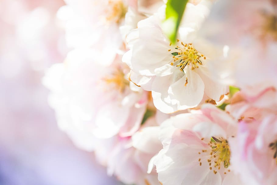 Wonderful Spring Blooms #2, beauty, colorful, dreamy, flowers, HD wallpaper