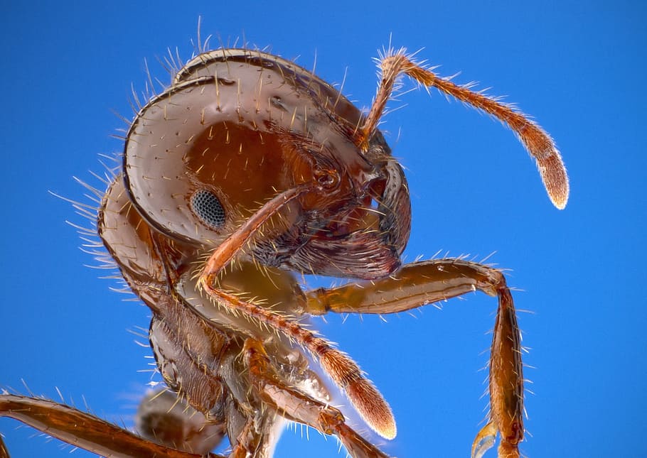 worm eye photograph of fire ant, worker, macro, insect, bug HD wallpaper