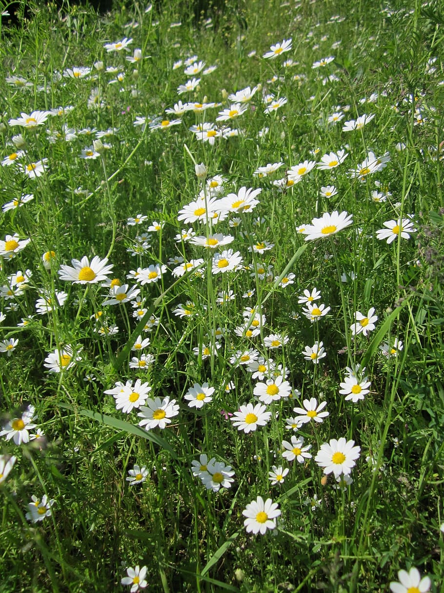 Anthemis arvensis