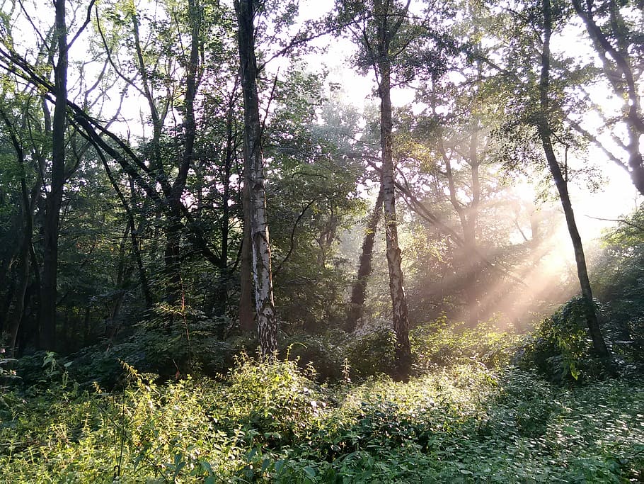 Forest, Nature, Trees, Plant, autumn, back light, sun, fog HD wallpaper