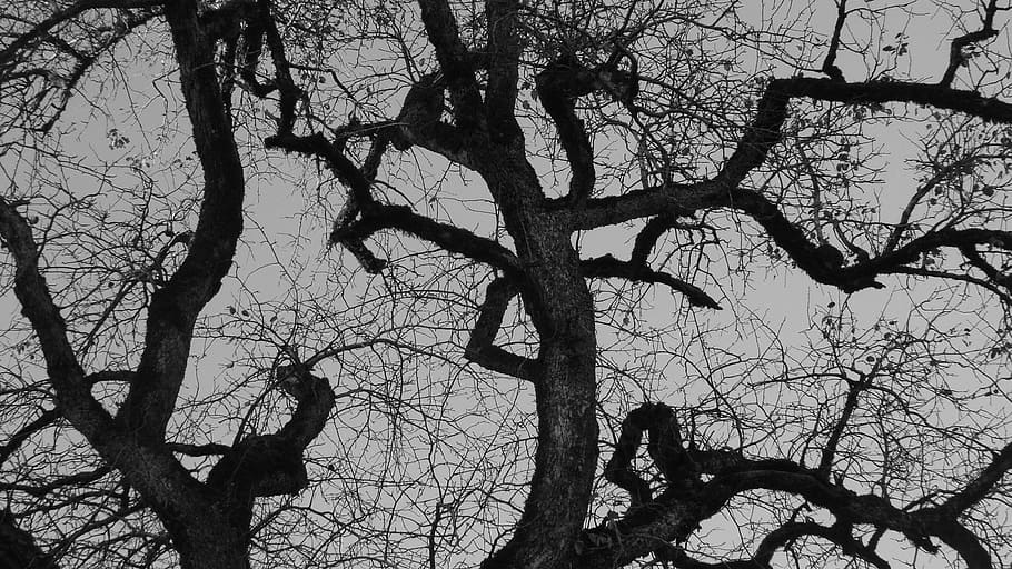 Trees, Branch, Forest, Nature, autumn, landscape, black and white HD wallpaper