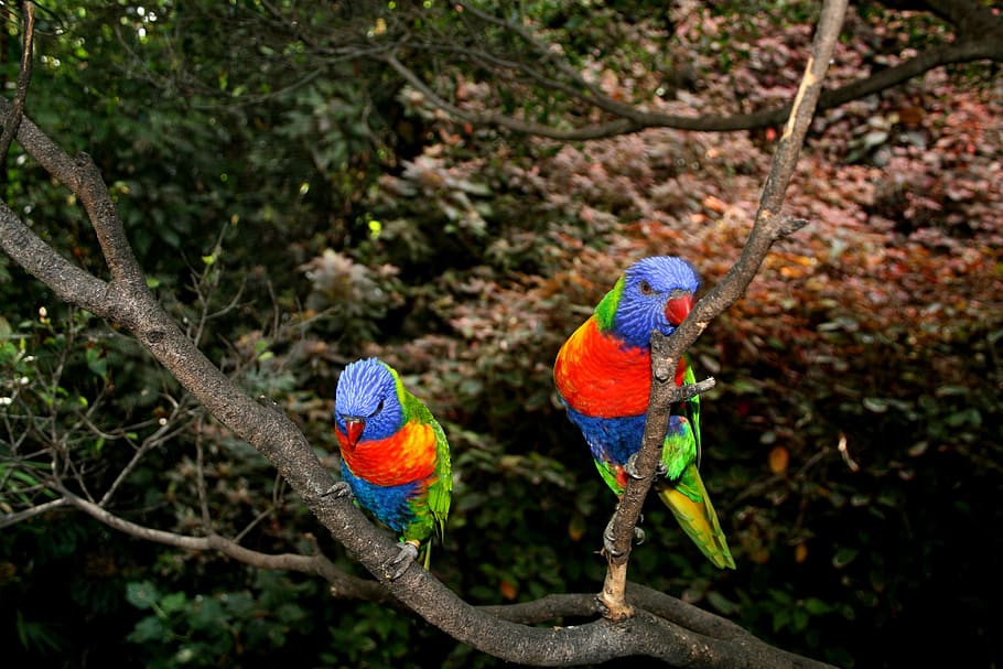 parrots, red, bird, color, plumage, bill, colorful, parrot bird HD wallpaper