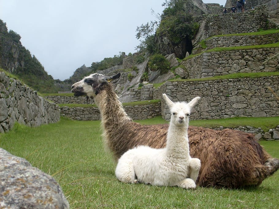 HD wallpaper: Two Llamas sitting in the Ruins of Machu Picchu, Peru, animals  | Wallpaper Flare