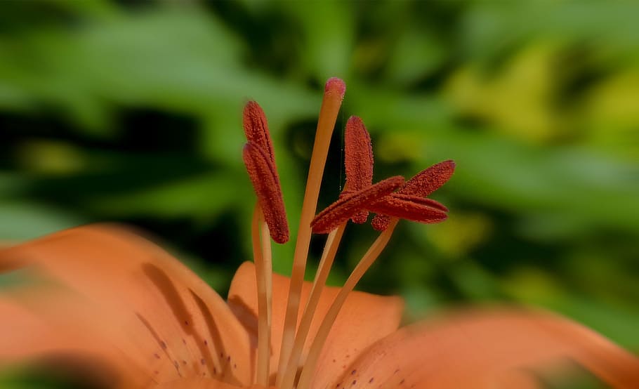 closeup photo of orange petaled flower, feuerlilie, lilium bulbiferum, HD wallpaper