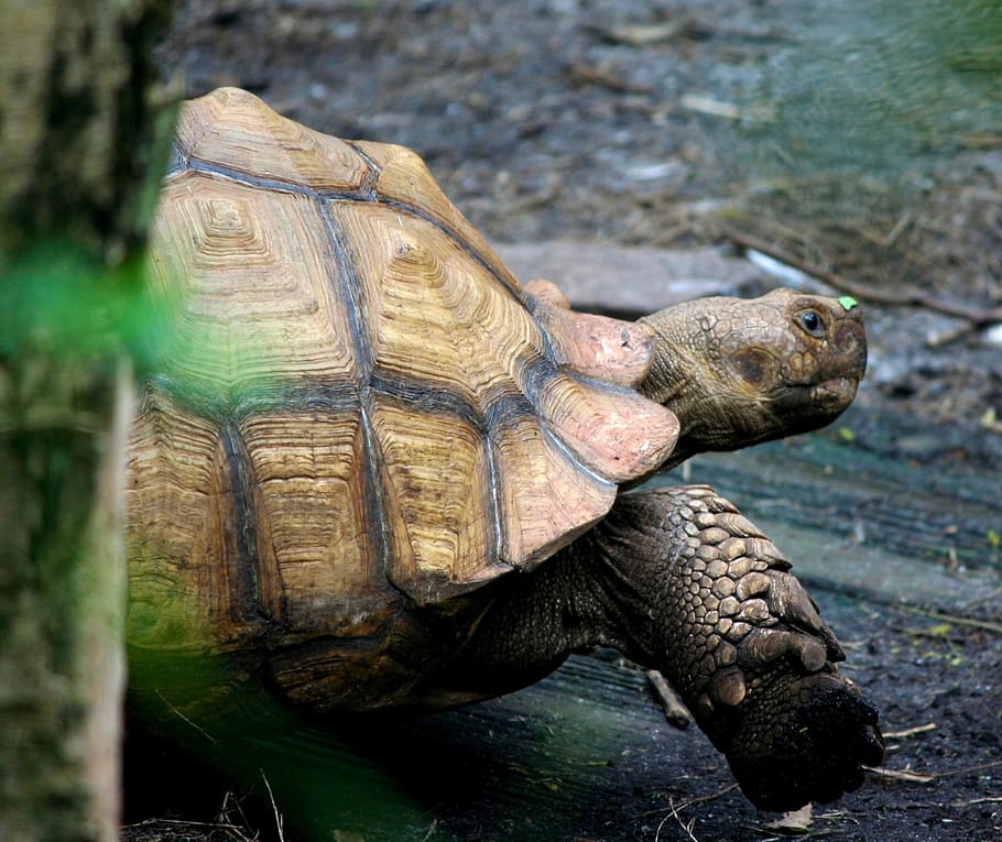 turtle, tortoise, crawl, shell, reptile, wildlife, environment HD wallpaper