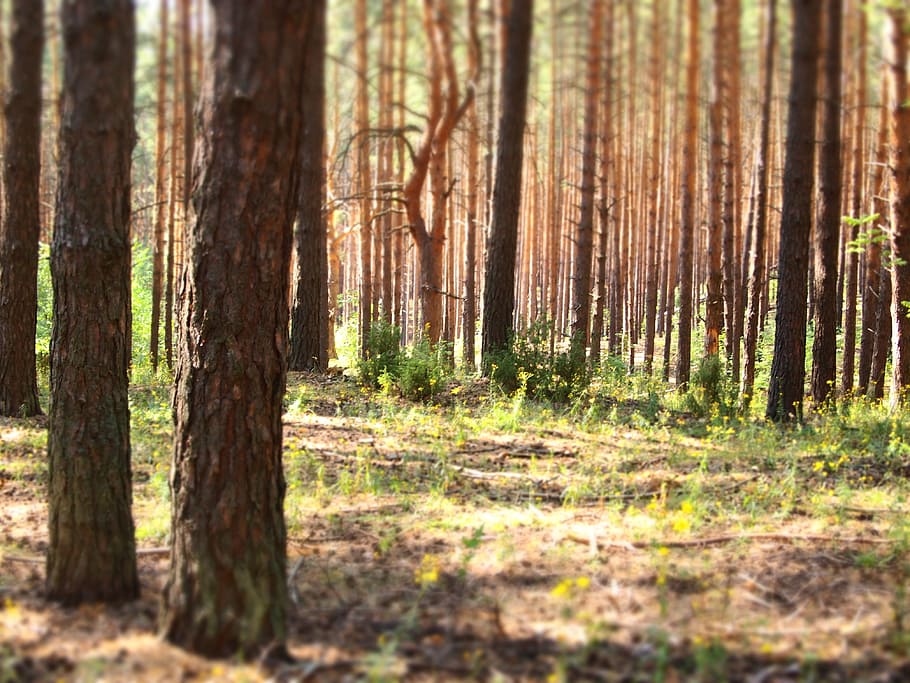 forest, trees, nature, landscape, beauty, summer, living nature HD wallpaper
