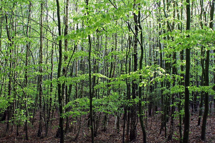 forest, trees, spring, deciduous trees, sunlight, nature, plant HD wallpaper