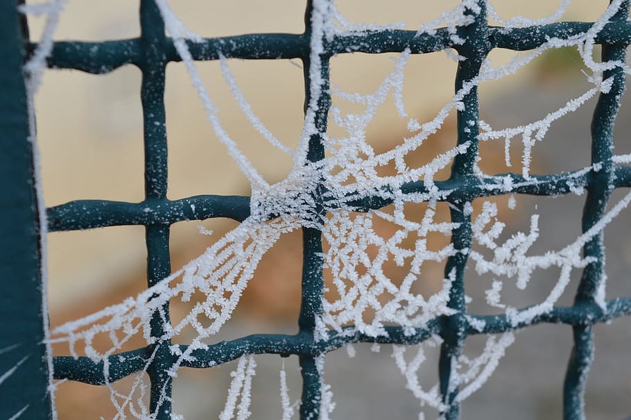 winter, gel, spider web, cold, winter landscape, ice, snow HD wallpaper