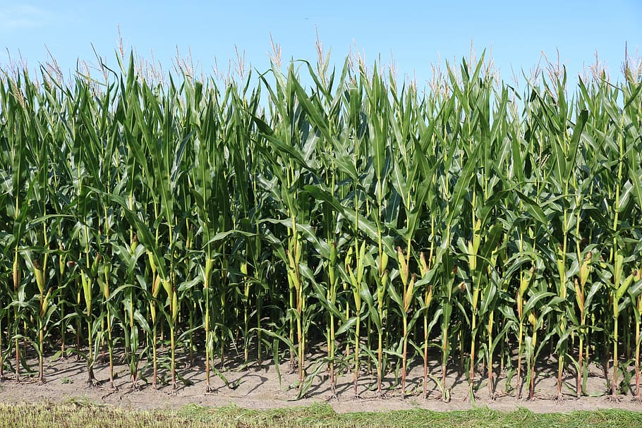 corn field during clear daytime, fields, agriculture, cornfield HD wallpaper