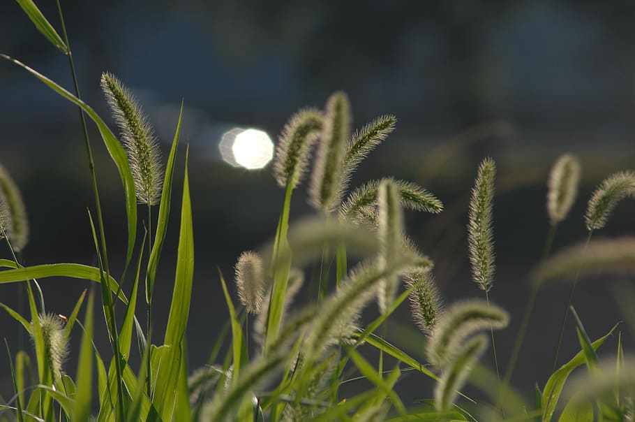 foxtail, backlight, sunshine, nature, plant, growth, green color, HD wallpaper