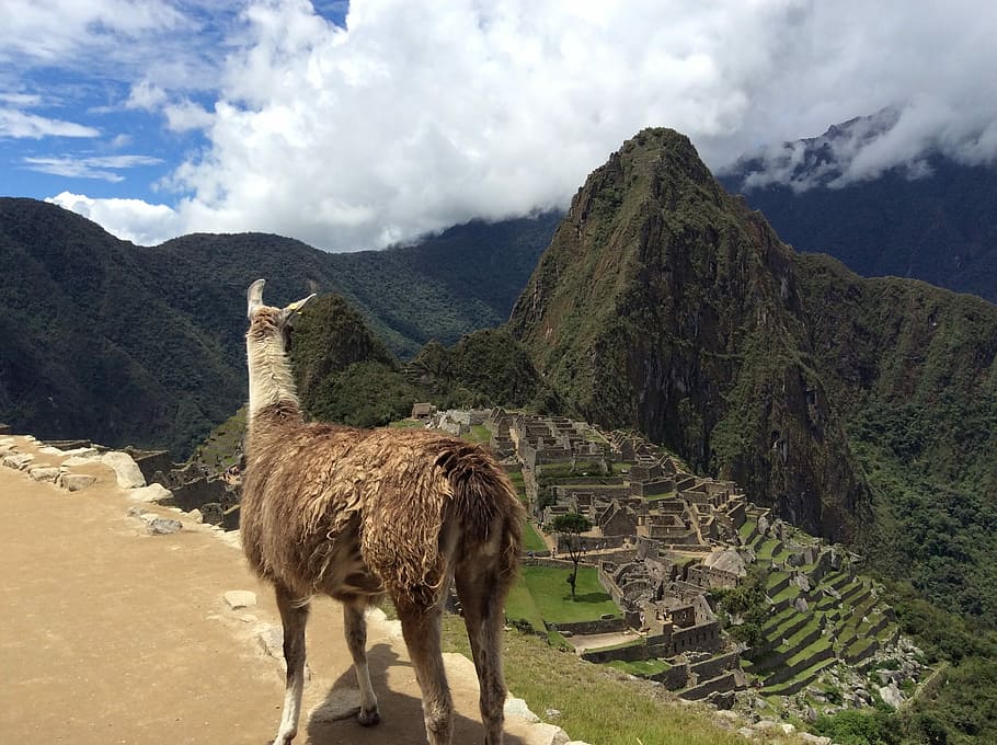 Macchu Pichu, Flame, Peru, mountain, llama, mountain range HD wallpaper