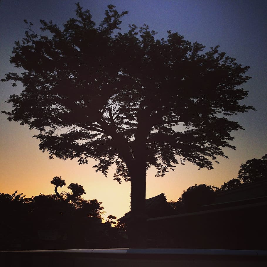 sunset, wood, landscape, tree, plant, silhouette, sky, nature HD wallpaper