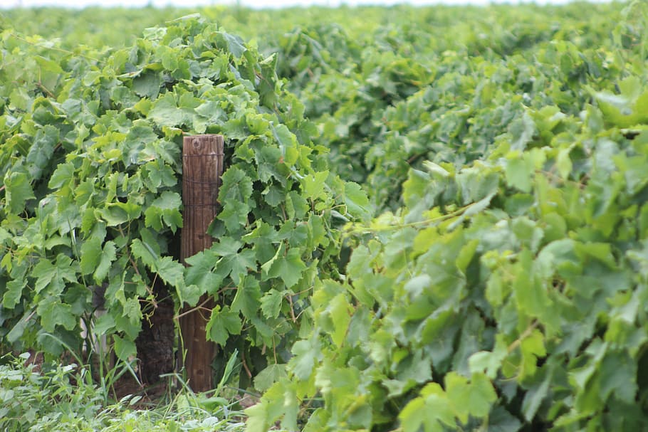 grapevine, green, post, agriculture, vineyard, winery, rural HD wallpaper