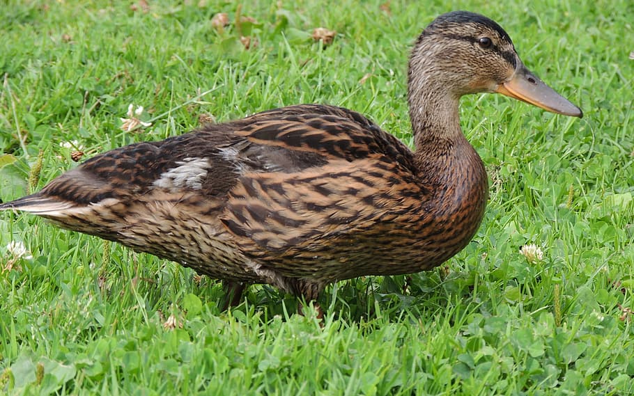 Duck, Animals, Birds, grass, animal themes, animals in the wild HD wallpaper