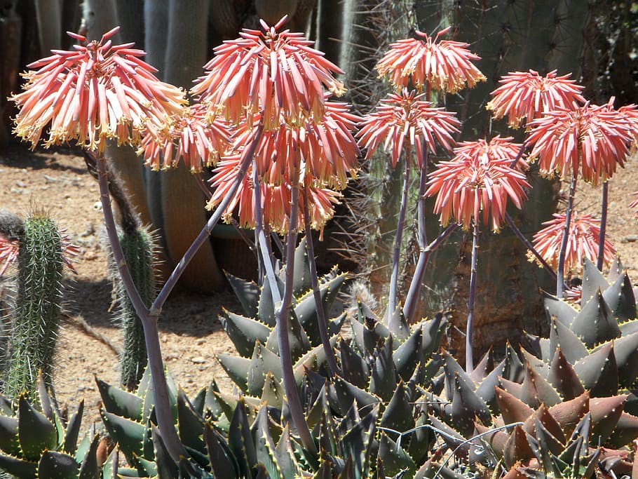 Agave, Blossom, Bloom, Plant, flower, agave flower, flowers HD wallpaper