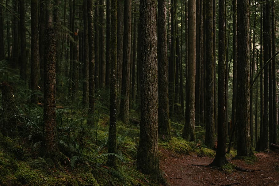 forest, nature, trees, woods, woodland, outdoors, landscape HD wallpaper
