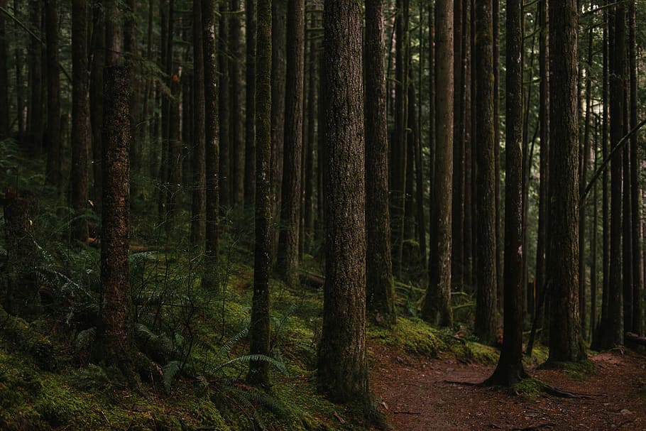 photo of forest, selective photo of black and green high trees at daytime HD wallpaper