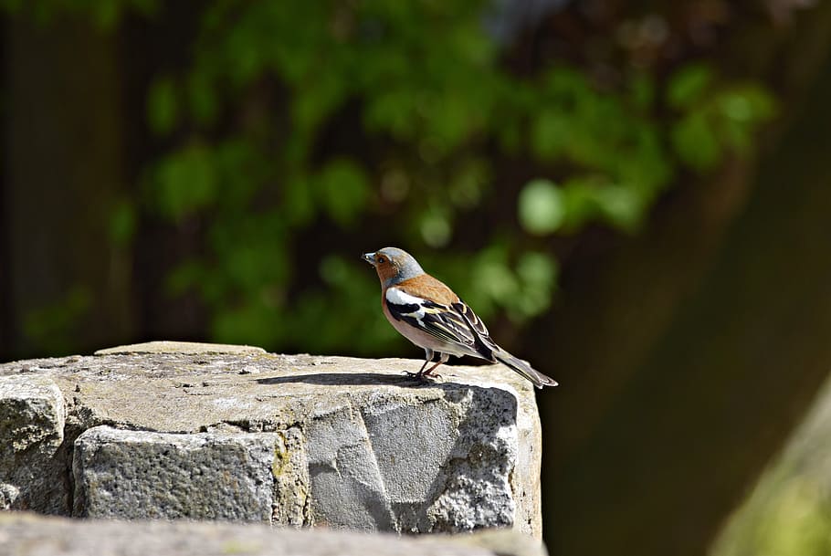 chaffinch, bird, green, tree, nature, ornithology, animal themes HD wallpaper