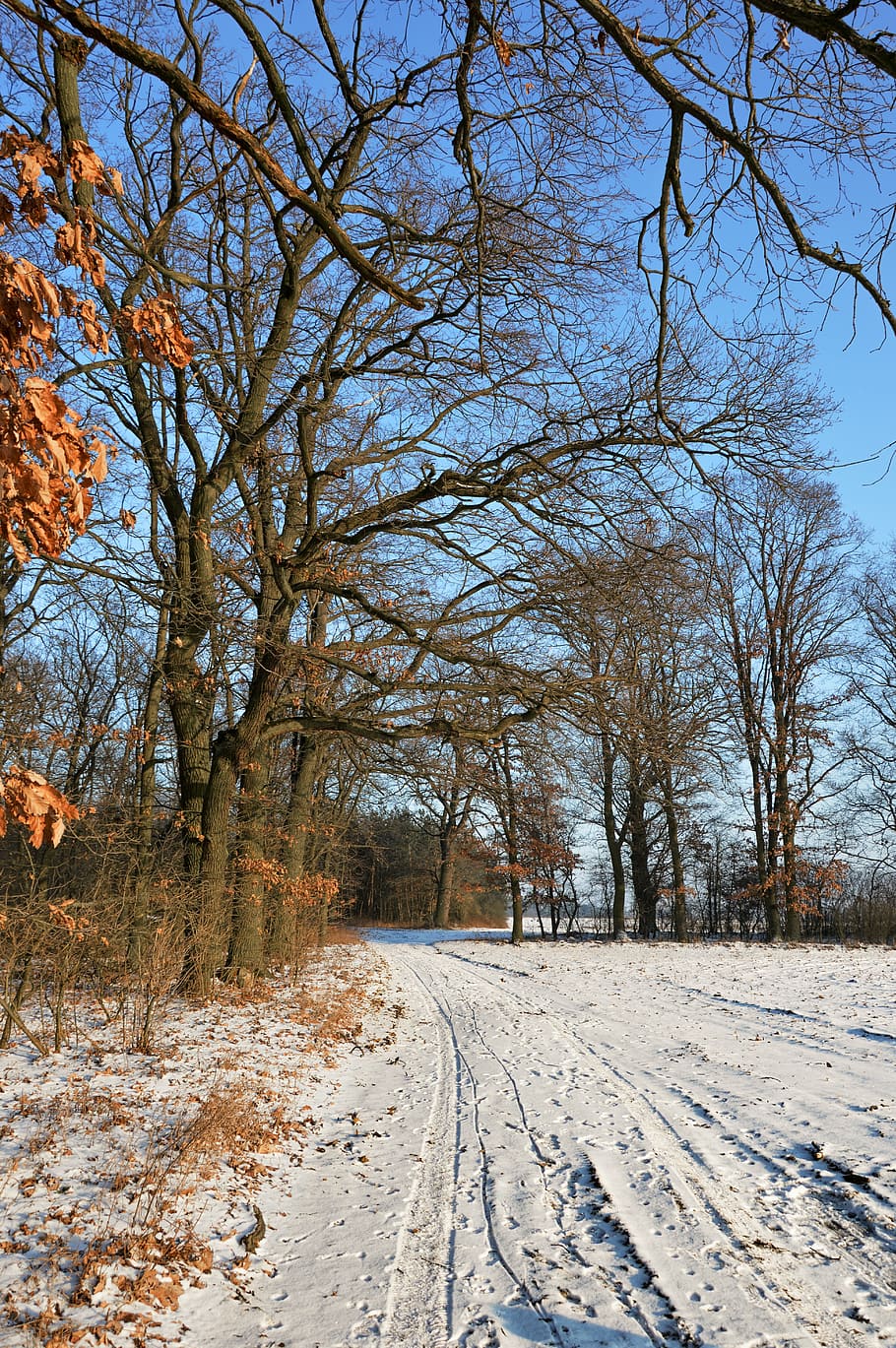 nature, trees, forest, snow, season, landscape, park, december HD wallpaper