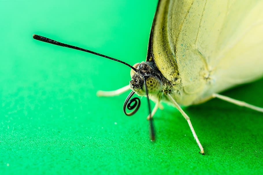 butterfly, insect, animal, one animal, invertebrate, animal wildlife HD wallpaper