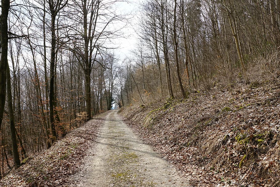 forest, spring, away, tuttlingen, möhringen, germany, nature HD wallpaper