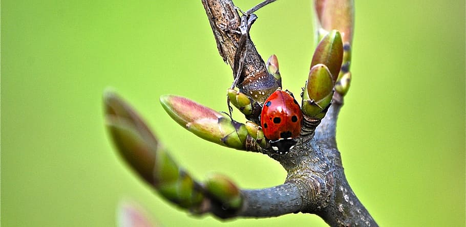 ladybug, branch, insect, red, points, beetle, coccinellidae HD wallpaper