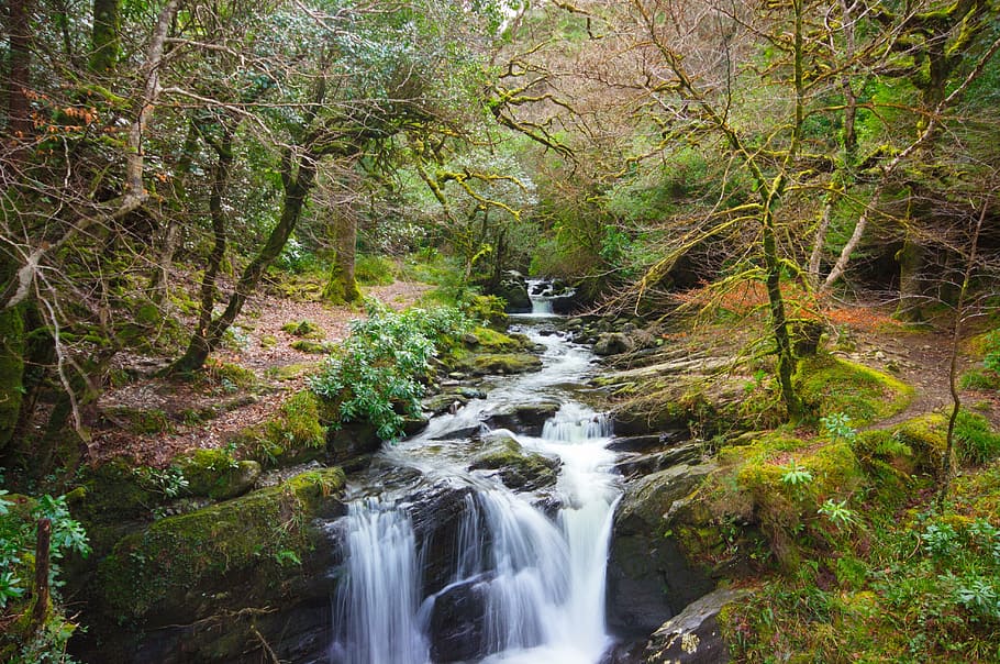 killarney, water, kerry, nature, forest, tree, plant, beauty in nature HD wallpaper