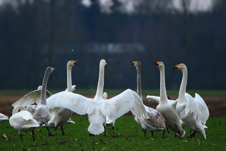 flock of white geese, swan, whooper swan, bird, swans, flock of birds, HD wallpaper