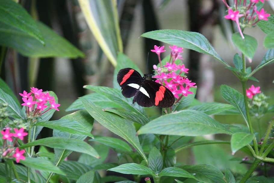 butterfly, black, insect, leaf, flower, plant, plant part, beauty in nature HD wallpaper