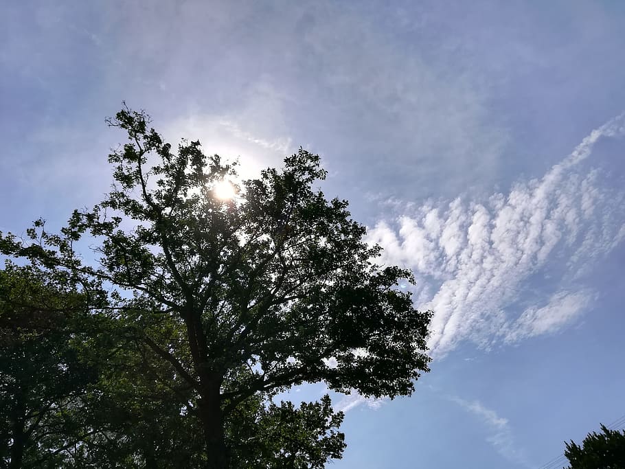 sky, clouds, bright, tree, trees, sun, plant, low angle view HD wallpaper