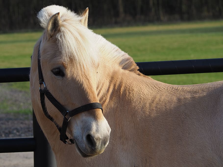 beige horse beside black fence during daytime, the horse, konik