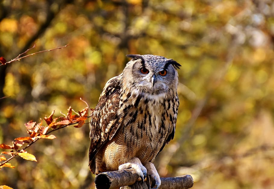 brown owl on tree branch, bird, feather, cute, plumage, birds HD wallpaper