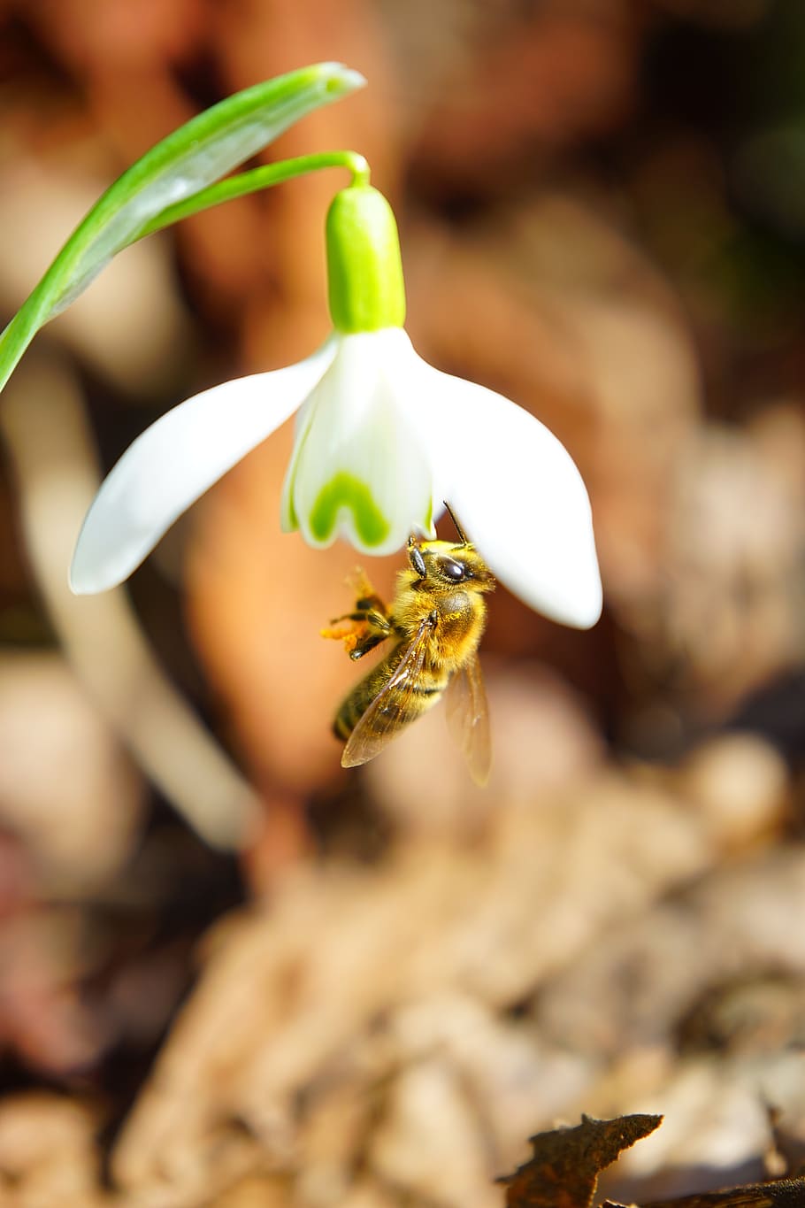 bee, pollination, honey, close, macro, snowdrop, blossom, bloom HD wallpaper